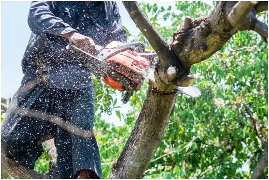 tree services Alburtis
